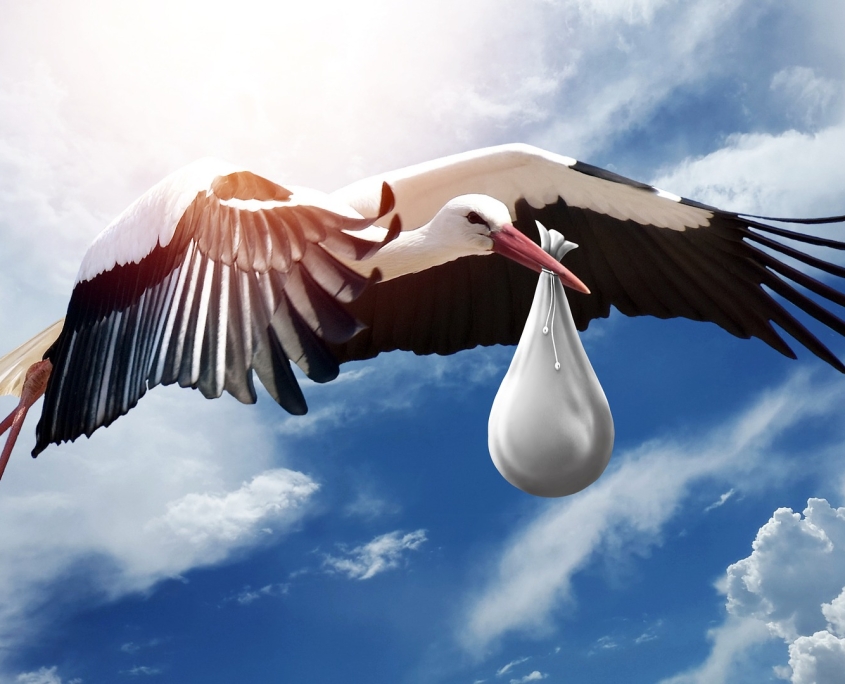 bird-3058712_1920
